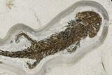 Miocene, Fossil Salamander (Chelotriton) - Bosnia #113311-3